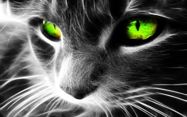 CAT – Protect You And Your Home From Ghosts And Negative Spirits!1